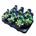 Haworthia Byakuya (Haworthia mutica) v črepníku ø 10,5 cm