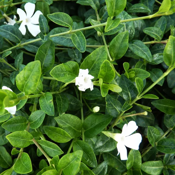 Barvinok menší Alba Variegata