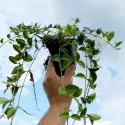 Barvinok menší Alba Variegata