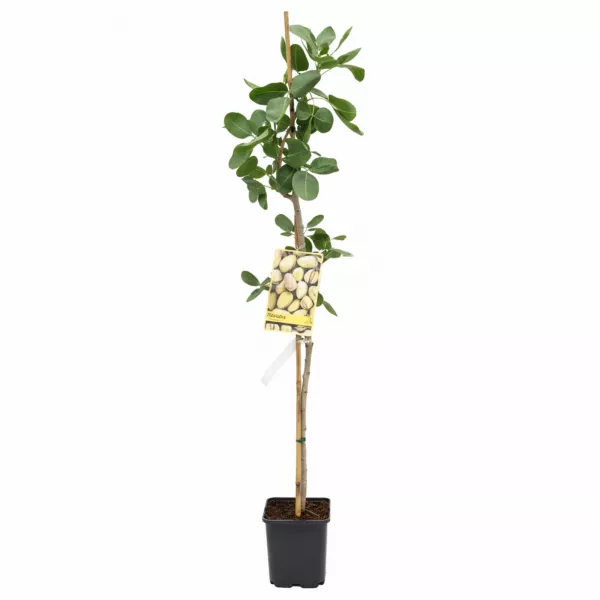 Aklimatizovaný pistáciový strom Peters (samčí opeľovač)