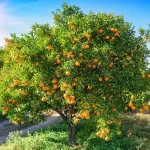 Citrusové plody