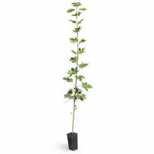 Javor mliečny (Acer platanoides)