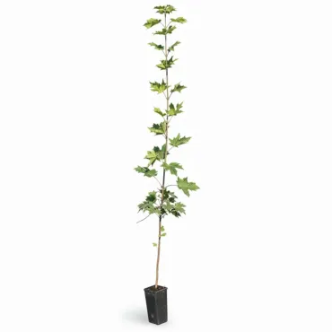 Javor mliečny (Acer platanoides)