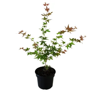 Javor dlaňolistý Phoenix (Acer palmatum Phoenix)