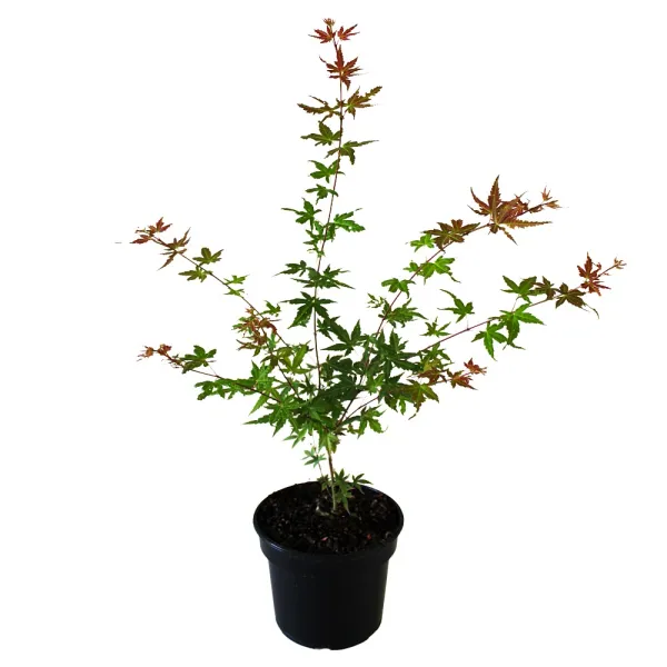 Javor dlaňolistý Phoenix (Acer palmatum Phoenix)