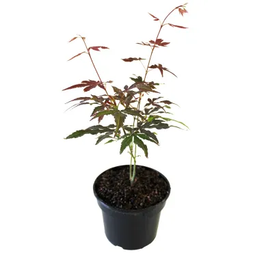 Javor dlaňolistý Atropurpureum (Acer palmatum Atropurpureum)