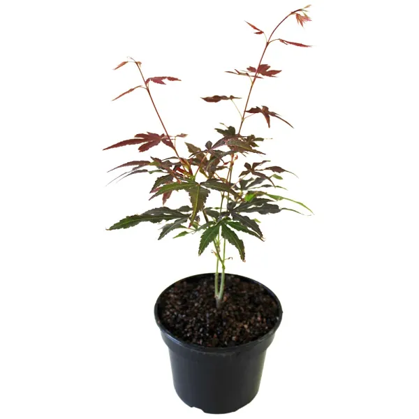 Javor dlaňolistý Atropurpureum (Acer palmatum Atropurpureum)