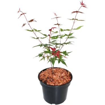 Javor dlaňolistý Beni Maiko (Acer palmatum Beni Maiko)