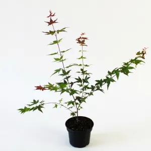 Javor dlaňolistý Deshojo (Acer palmatum Deshojo)