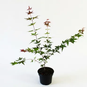 Javor dlaňolistý Deshojo (Acer palmatum Deshojo)