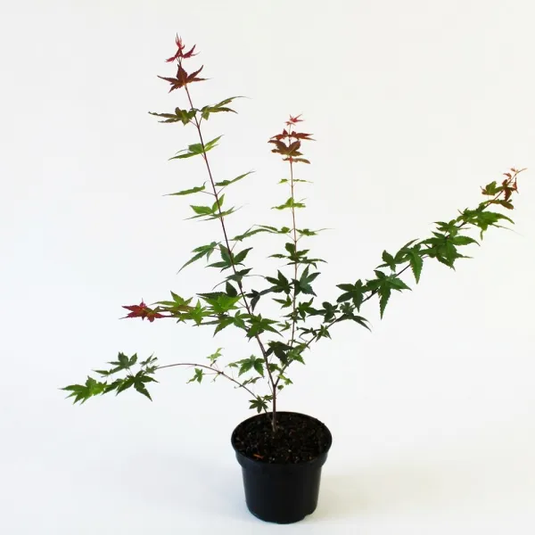 Javor dlaňolistý Deshojo (Acer palmatum Deshojo)