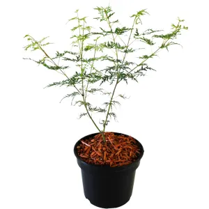 Javor dlaňolistý Emerald Lace (Acer palmatum Emerald Lace)