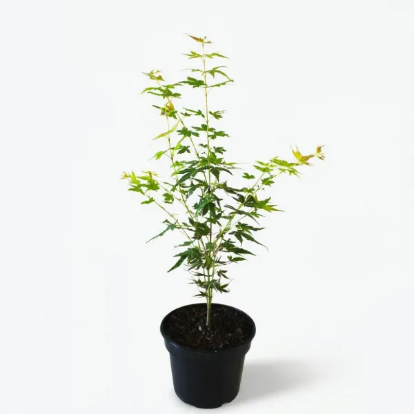 Javor dlaňolistý Katsura (Acer palmatum Katsura)