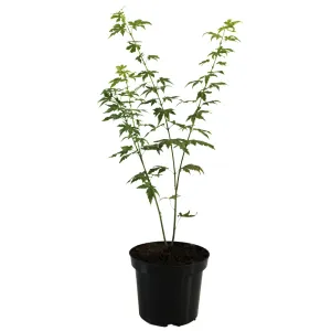 Javor dlaňolistý Orange Dream (Acer palmatum Orange Dream)