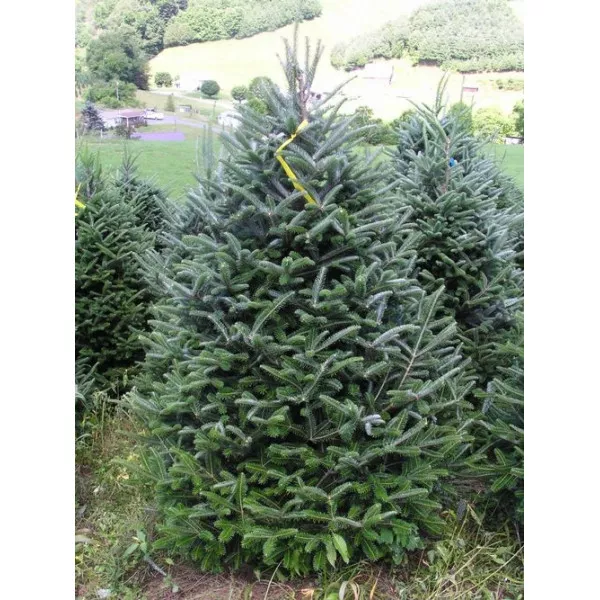 Jedľa fraseri (Abies fraseri) v kvetináči P6