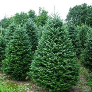 Jedľa balzamová (Abies balsamea) v kvetináči C1