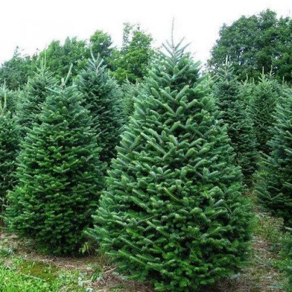 Jedľa balzamová (Abies balsamea) v kvetináči C1