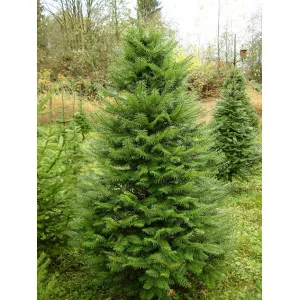 Jedľa grandis (Abies grandis) v kvetináči C1