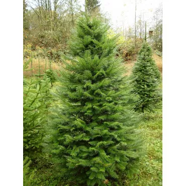 Jedľa grandis (Abies grandis) v kvetináči C1