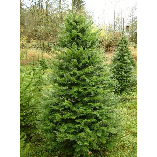 Jedľa grandis (Abies grandis) v kvetináči C1
