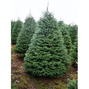 Jedľa procera (Abies procera) v kvetináči C1