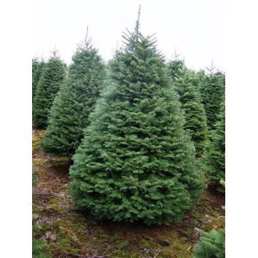 Jedľa procera (Abies procera) v kvetináči C1