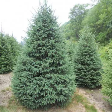 Smrek biely kanadský (Picea glauca Nova Scotia) v kvetináči C1