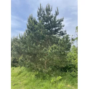 Borovica lesná (Pinus sylvestris) v kvetináči C1