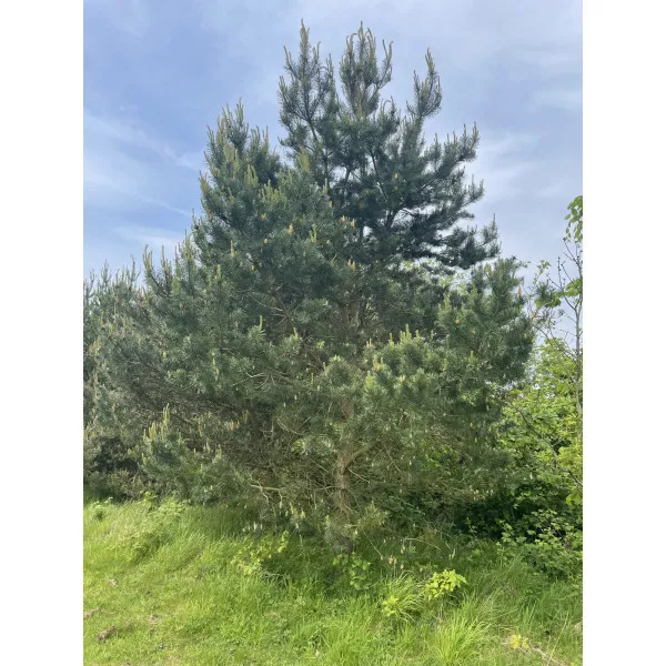 Borovica lesná (Pinus sylvestris) v kvetináči C1