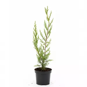 Leylandský cyprus (Cupressocyparis leylandii) 50-60 cm, v črepníku
