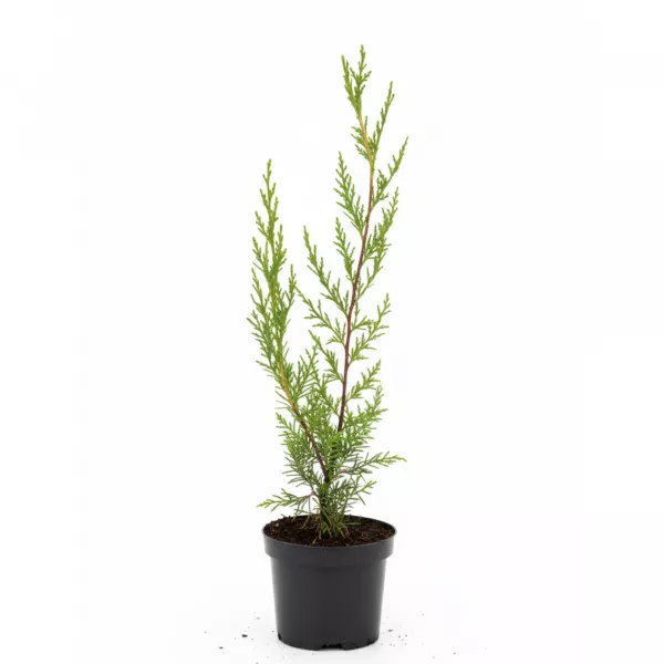 Leylandský cyprus (Cupressocyparis leylandii) 50-60 cm, v črepníku