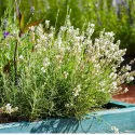Biela levanduľa (Lavandula angustifolia)