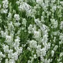 Biela levanduľa (Lavandula angustifolia)