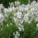Biela levanduľa (Lavandula angustifolia)