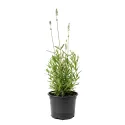 Biela levanduľa (Lavandula angustifolia)