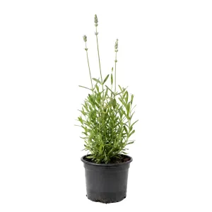 Biela levanduľa (Lavandula angustifolia)