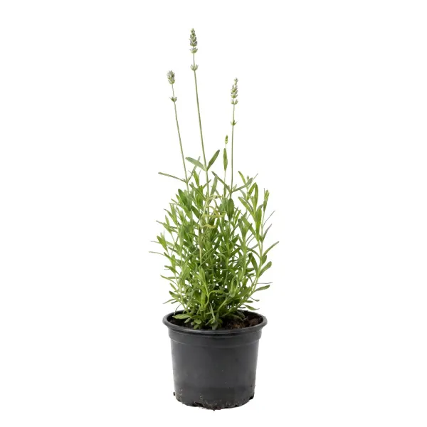 Biela levanduľa (Lavandula angustifolia)