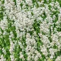 Biela levanduľa (Lavandula angustifolia)