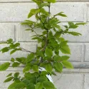 Hrab obyčajný (Carpinus betulus)