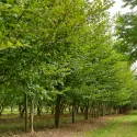 Hrab obyčajný (Carpinus betulus)