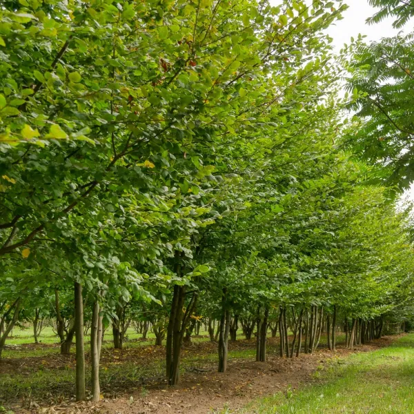 Hrab obyčajný (Carpinus betulus)