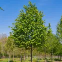 Hrab obyčajný (Carpinus betulus)