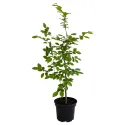 Hrab obyčajný (Carpinus betulus)