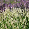 Biela levanduľa (Lavandula angustifolia)