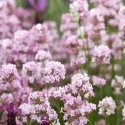 Ružová levanduľa (Lavandula angustifolia)
