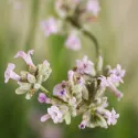 Ružová levanduľa (Lavandula angustifolia)
