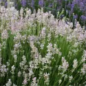 Ružová levanduľa (Lavandula angustifolia)