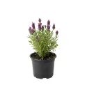 Ružová levanduľa (Lavandula angustifolia)