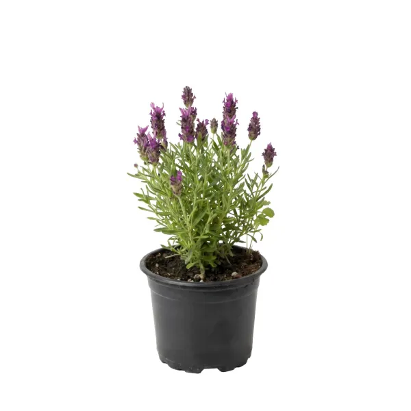 Ružová levanduľa (Lavandula angustifolia)