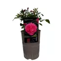 Floribunda ruža Leonardo da Vinci ® v kvetináči 3L